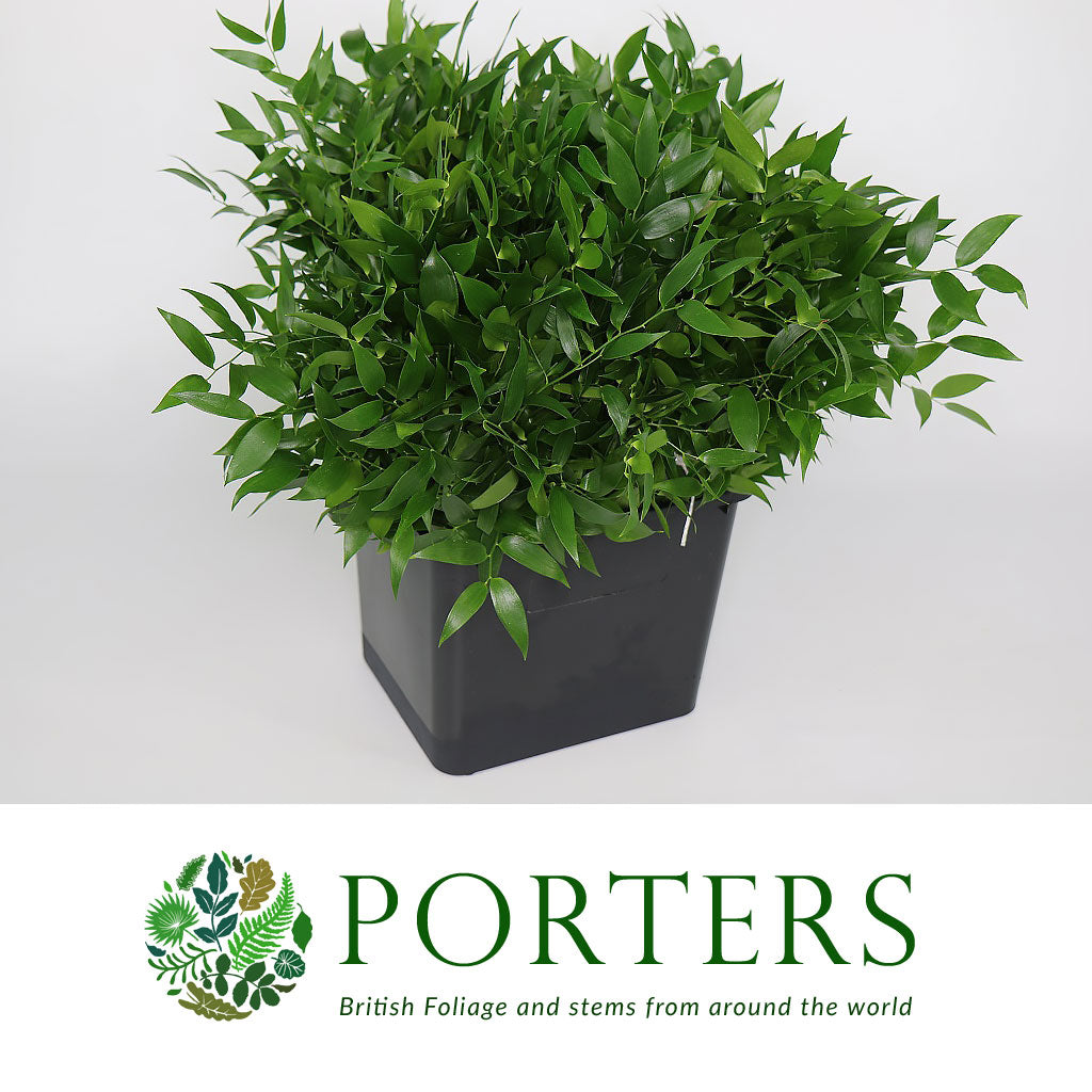 Ruscus &#39;Trailing&#39; (Short) 50cm (Various Weights)