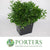 Ruscus 'Trailing' (Short) 50cm (Various Weights)