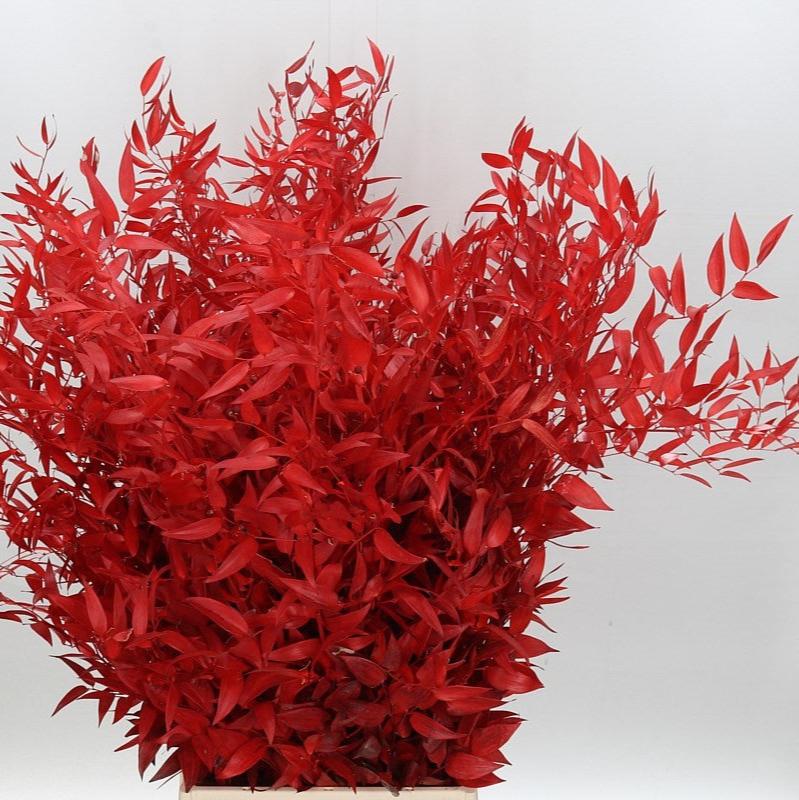 Ruscus &#39;Trailing&#39; (Stabilized) (DRY) (Various Colours) 70cm (100g)