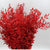 Ruscus 'Trailing' (Stabilized) (DRY) (Various Colours) 70cm (100g)