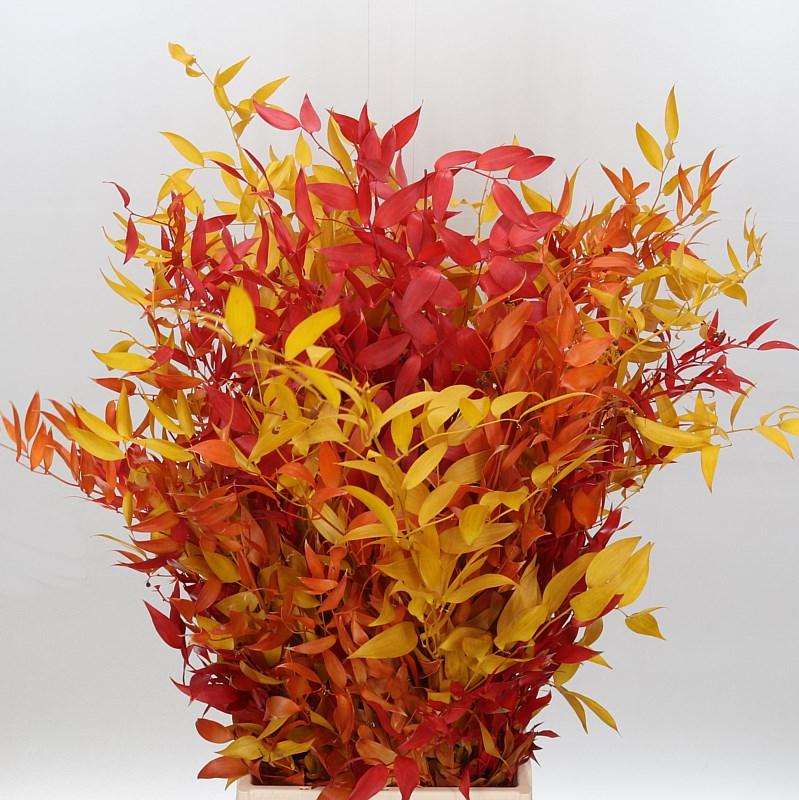 Ruscus &#39;Trailing&#39; (Stabilized) (DRY) (Various Colours) 70cm (100g)