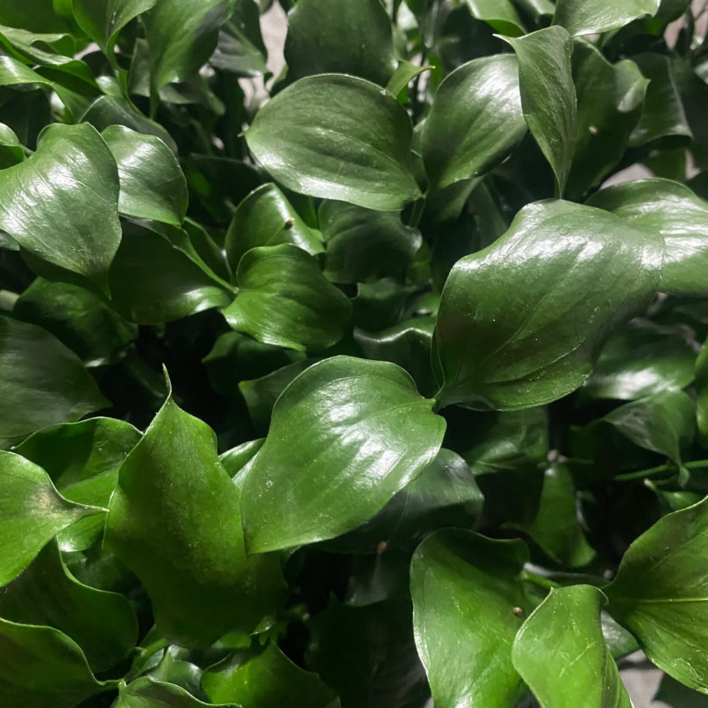Ruscus 'Large Leaf' (Various Lengths)