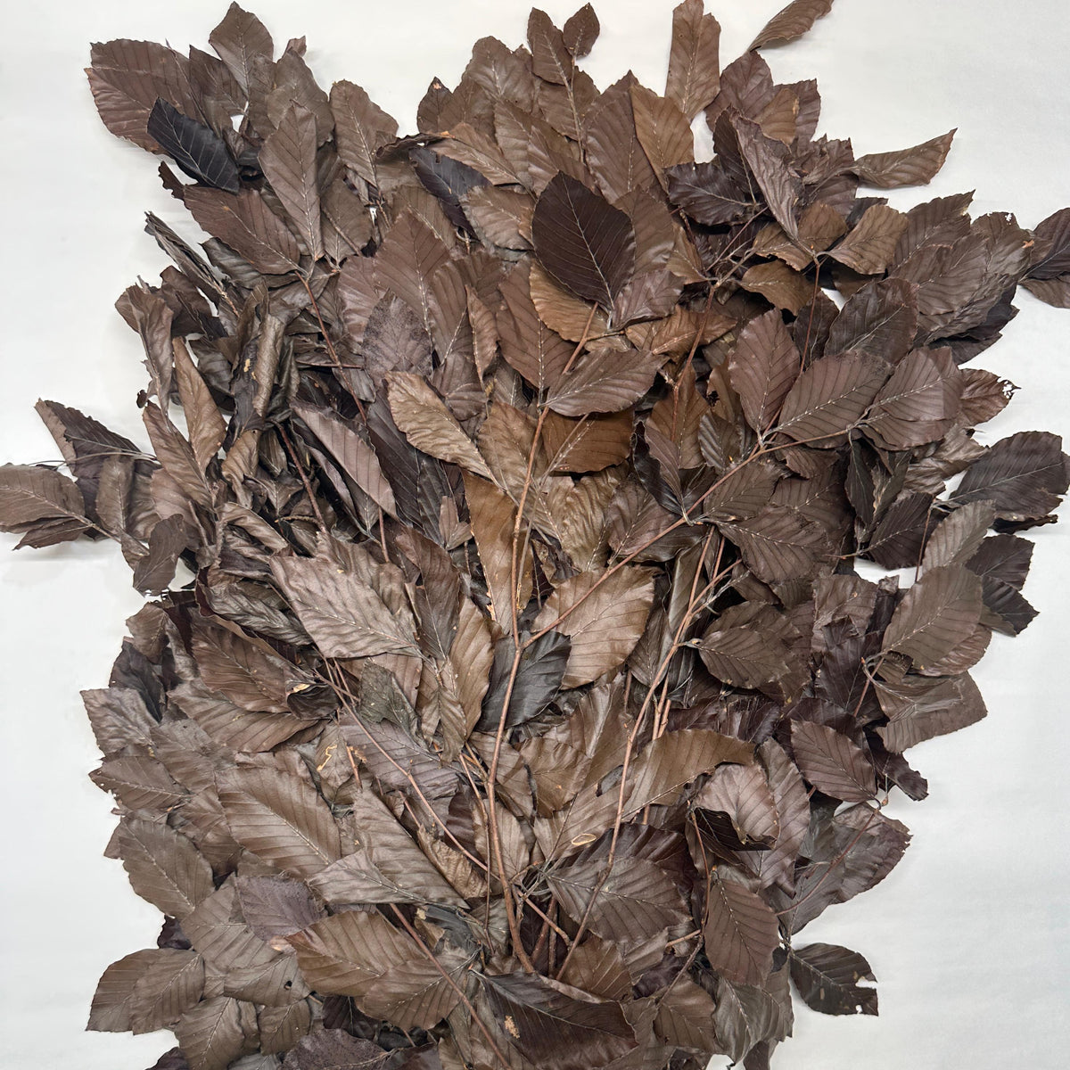 Beech &#39;Stabilised&#39; 60-80cm (DRY) (150g) (Various Colours)