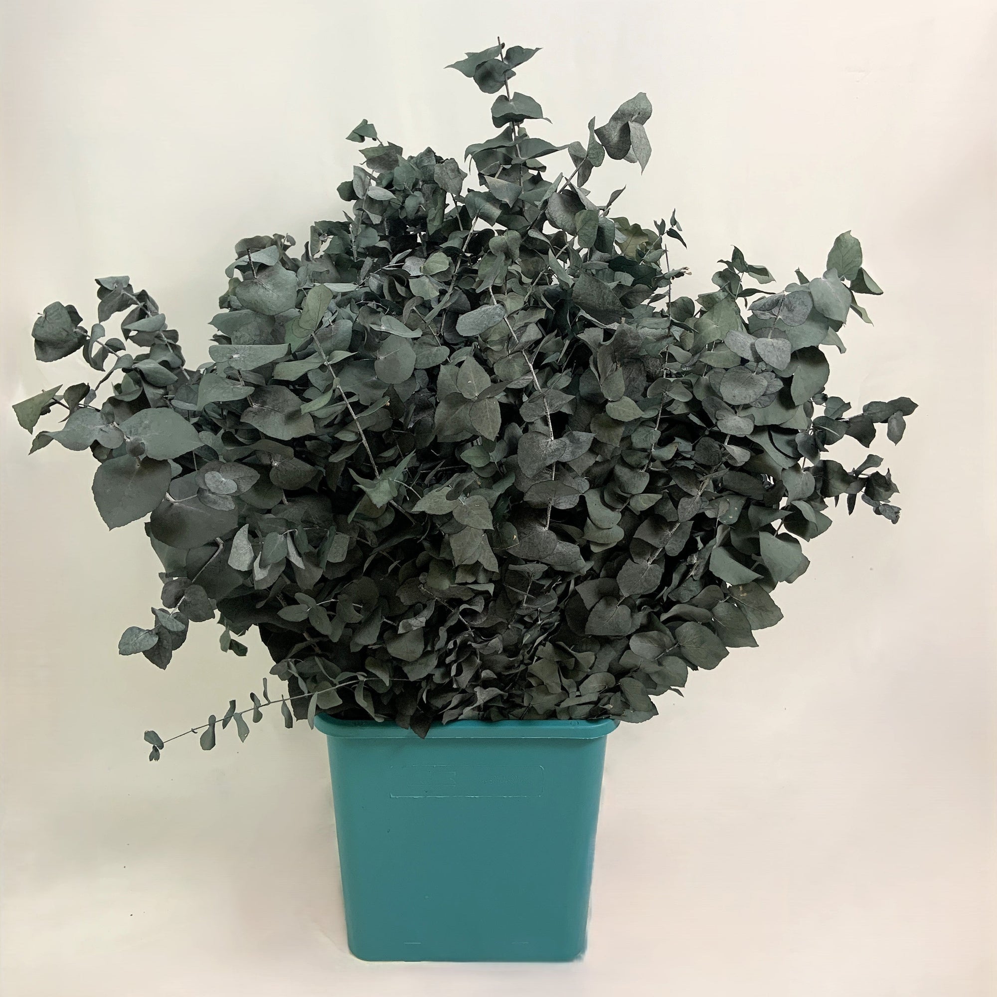Eucalyptus 'Stuartiana' (Stabilised) (DRY) (Various Colours)