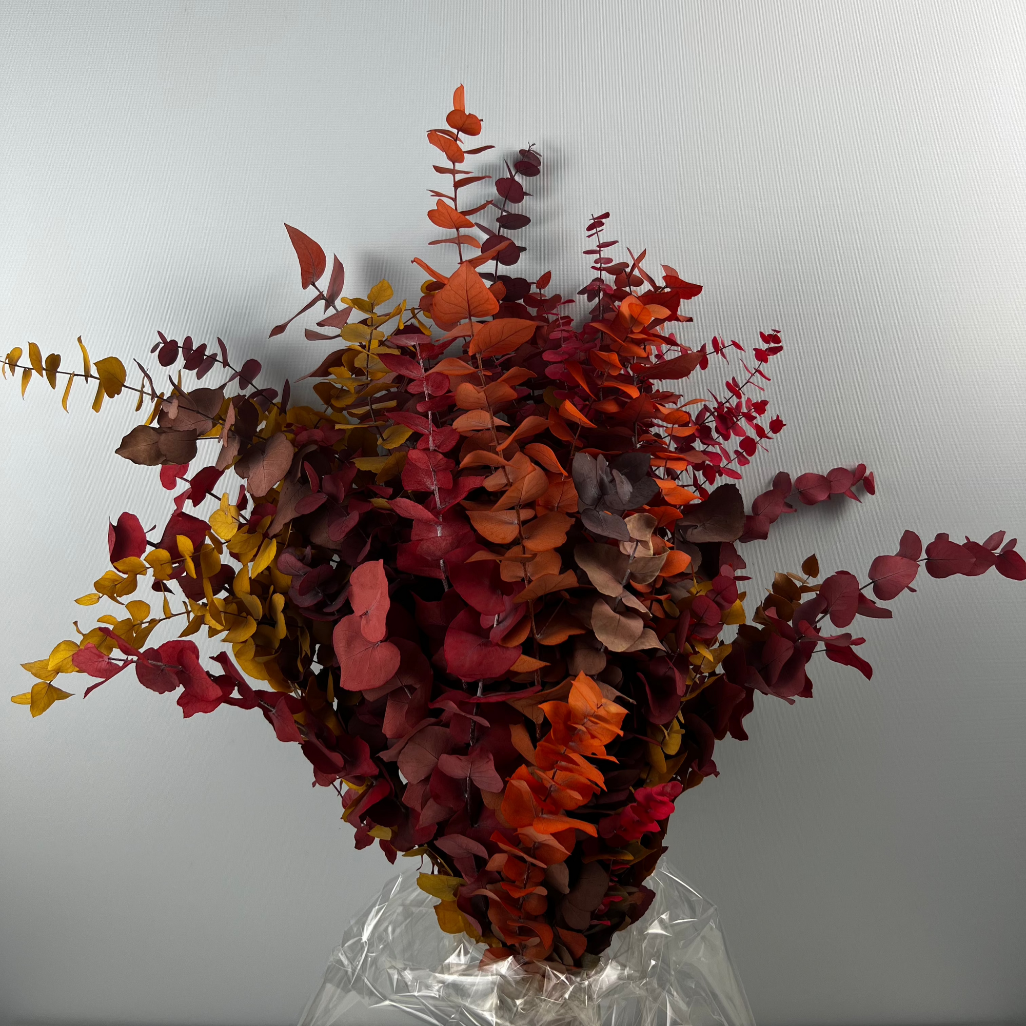 Eucalyptus 'Stuartiana' (Stabilised) (DRY) (Various Colours)