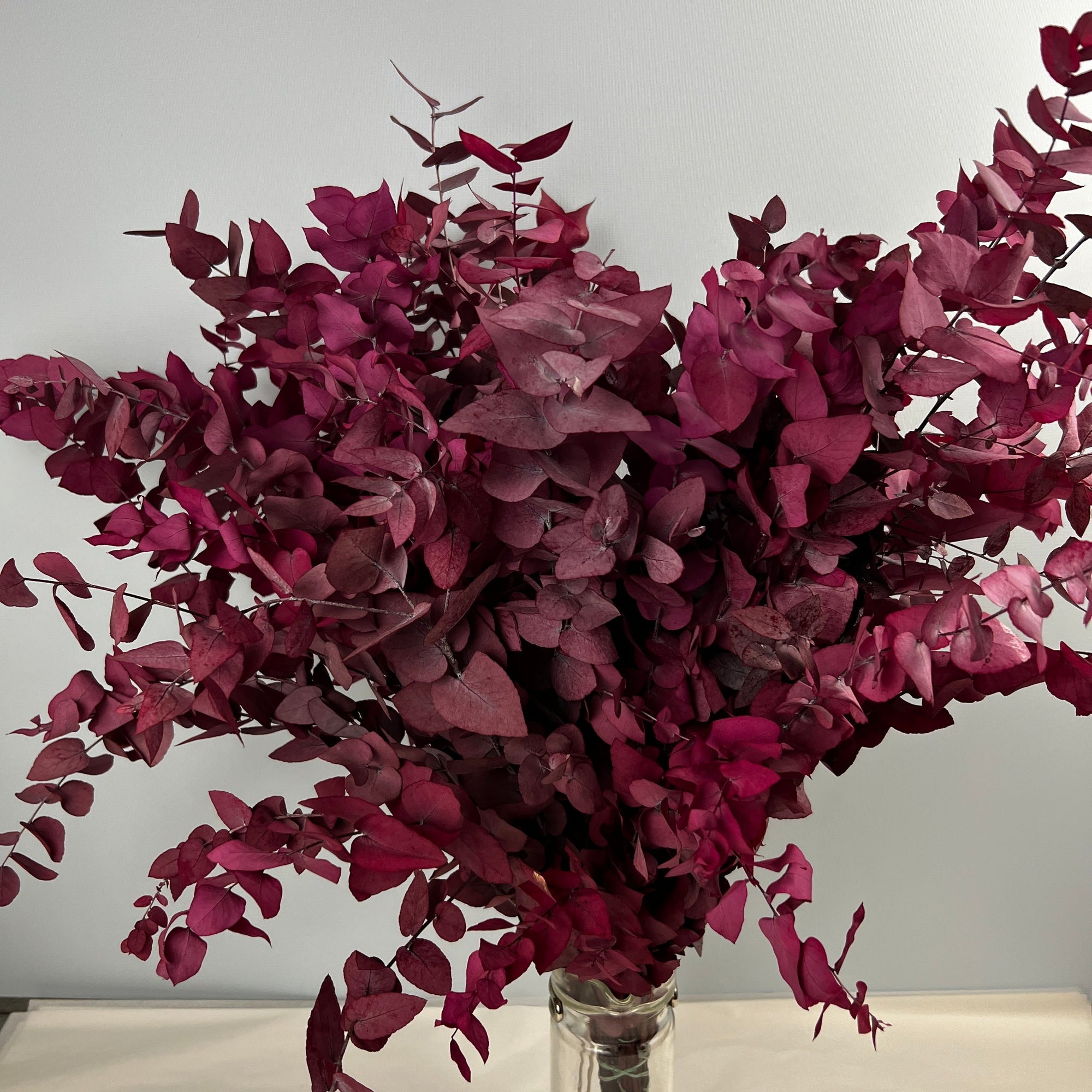 Eucalyptus 'Stuartiana' (Stabilised) (DRY) (Various Colours)