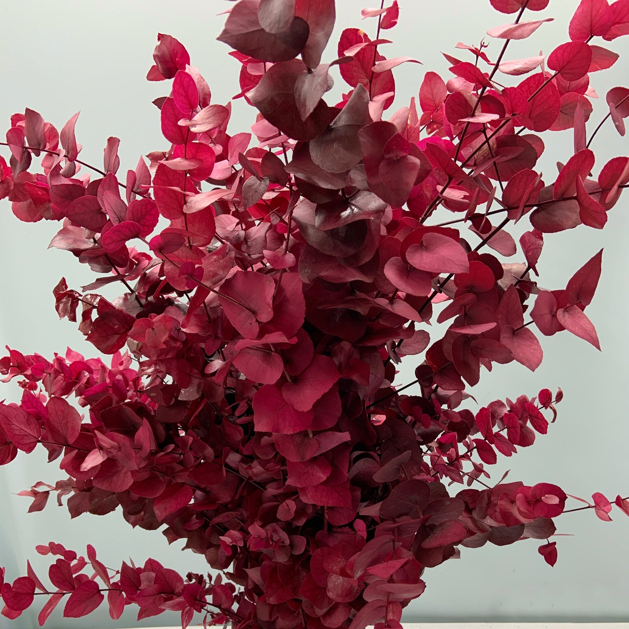 Eucalyptus 'Stuartiana' (Stabilised) (DRY) (Various Colours)