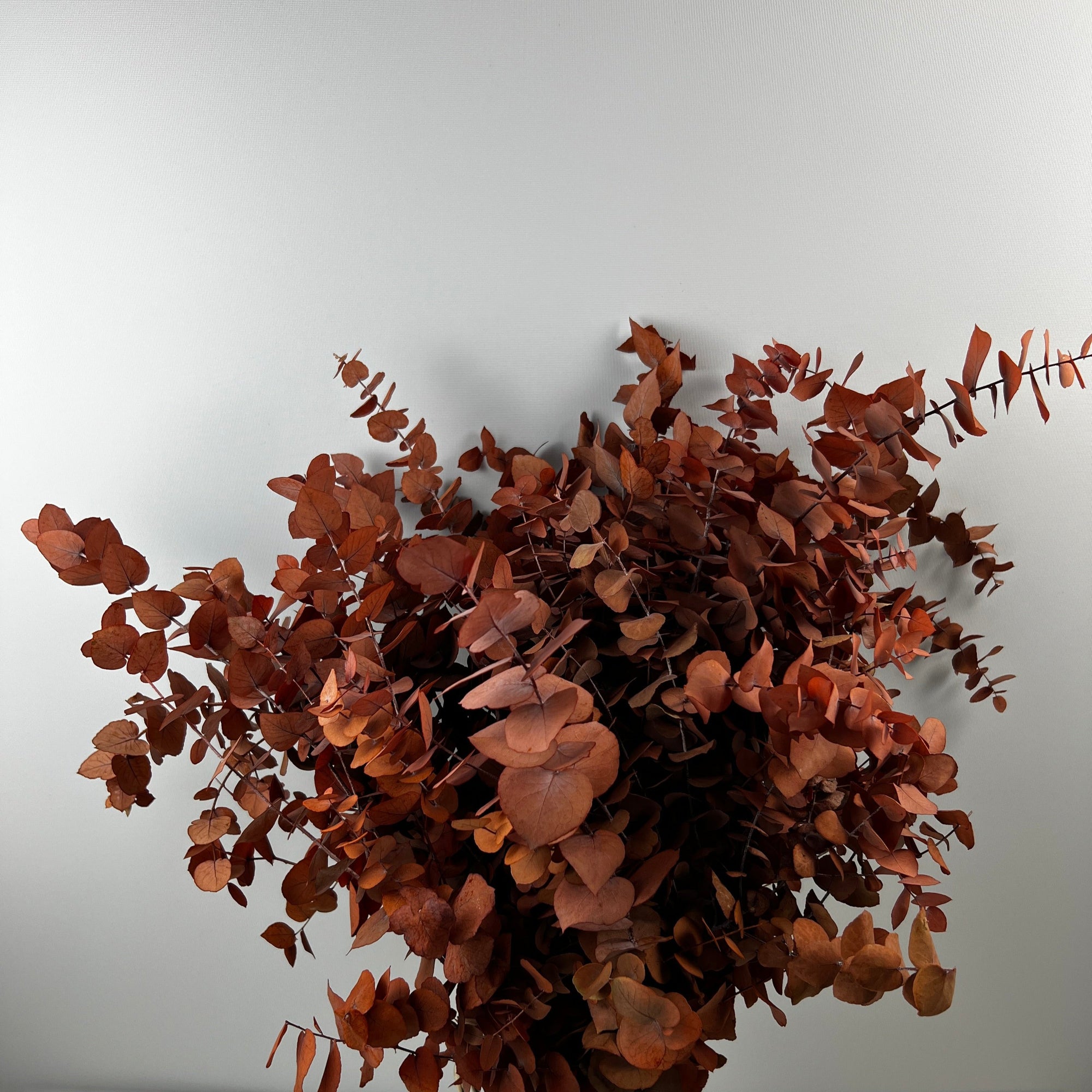 Eucalyptus 'Stuartiana' (Stabilised) (DRY) (Various Colours)