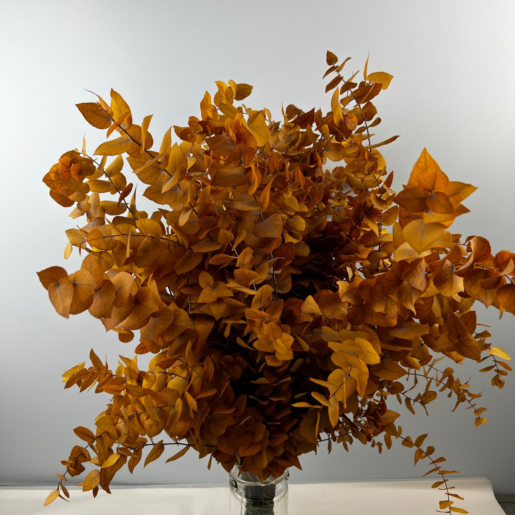 Eucalyptus 'Stuartiana' (Stabilised) (DRY) (Various Colours)