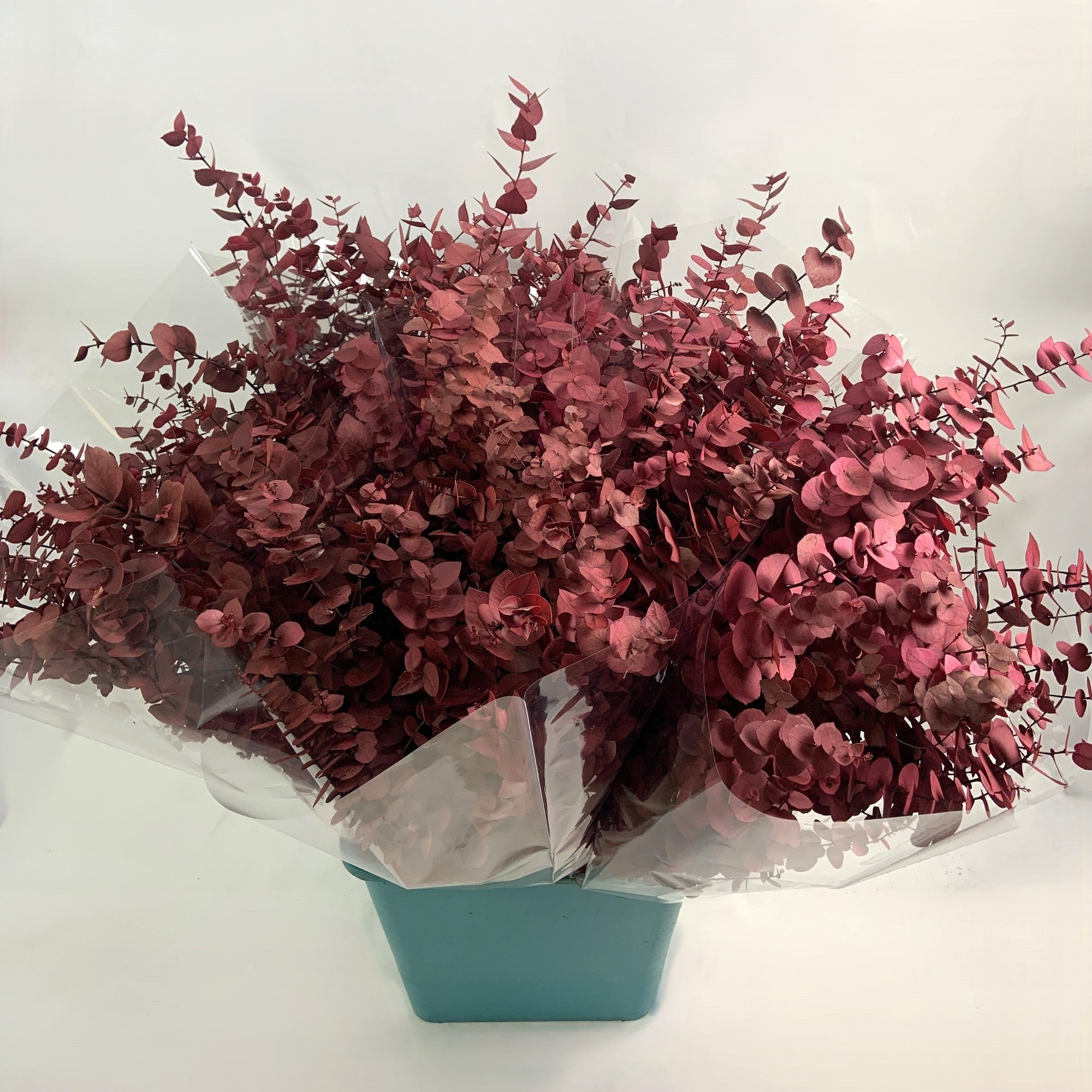 Eucalyptus 'Stuartiana' (Stabilised) (DRY) (Various Colours)