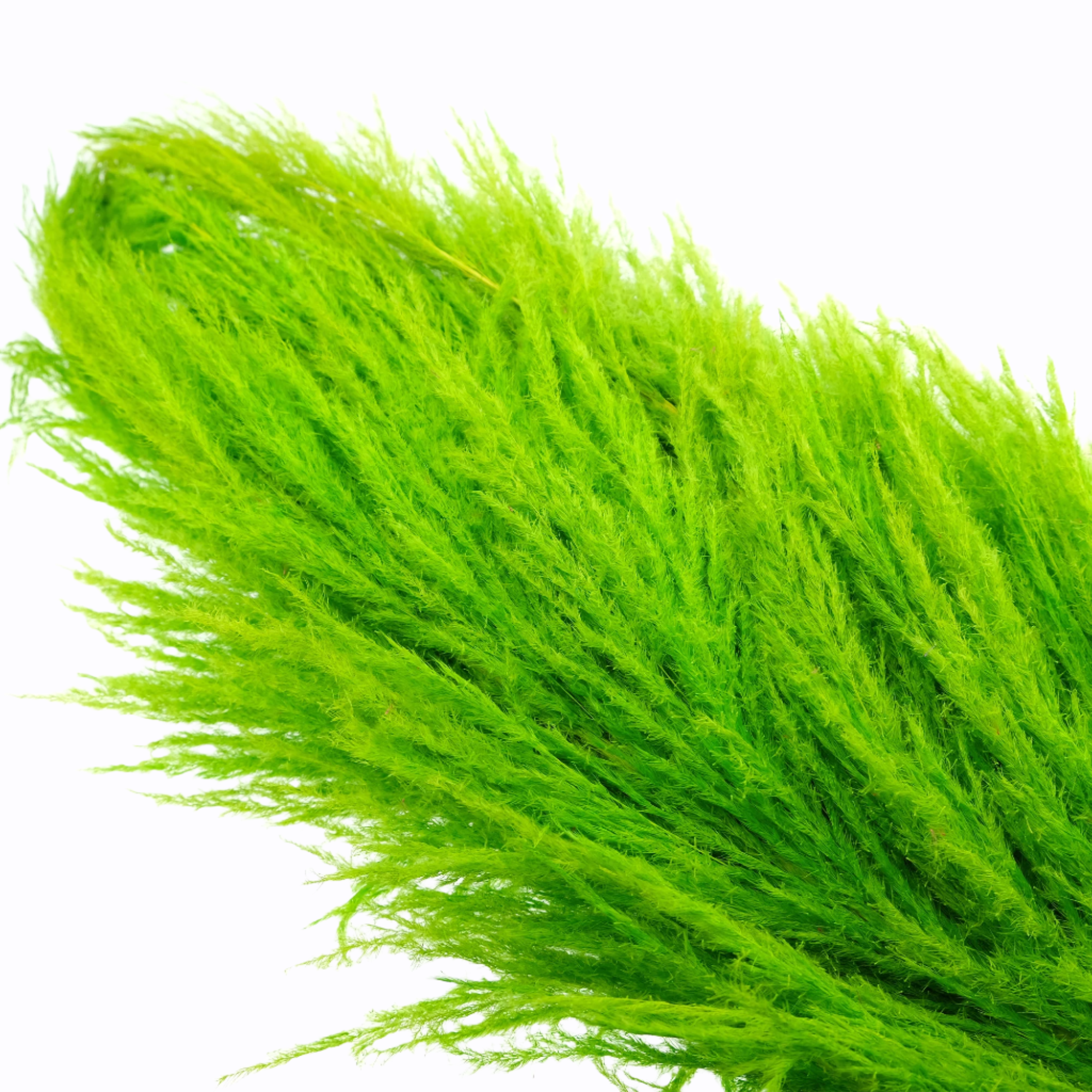 Grass 'Pampas' (Sacuara) (Coloured) (DRY) (Various Sizes)