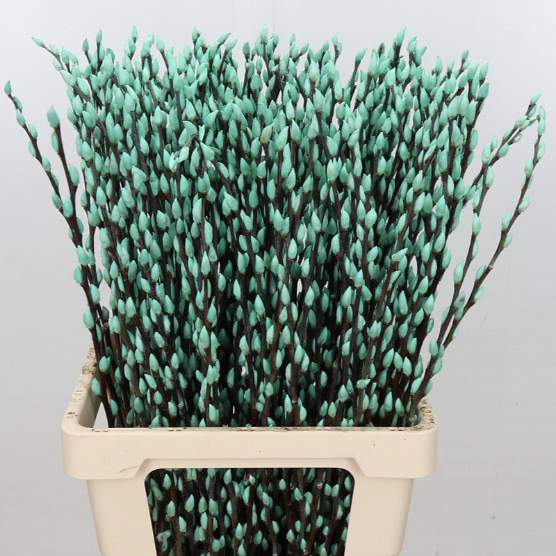 Pussy Willow (Painted) 70cm (Various Colours) (x10)