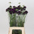 Scabiosa atropurpurea 'Bon Bon Scoop Merlot' 65cm (x10)