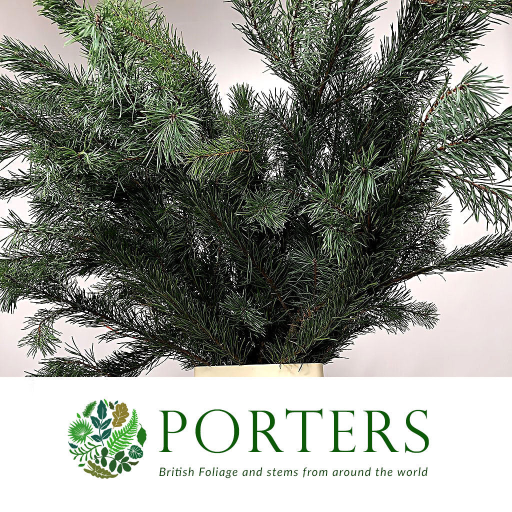 Pine &#39;Scotch Pine&#39; (Wild) (Various Sizes)