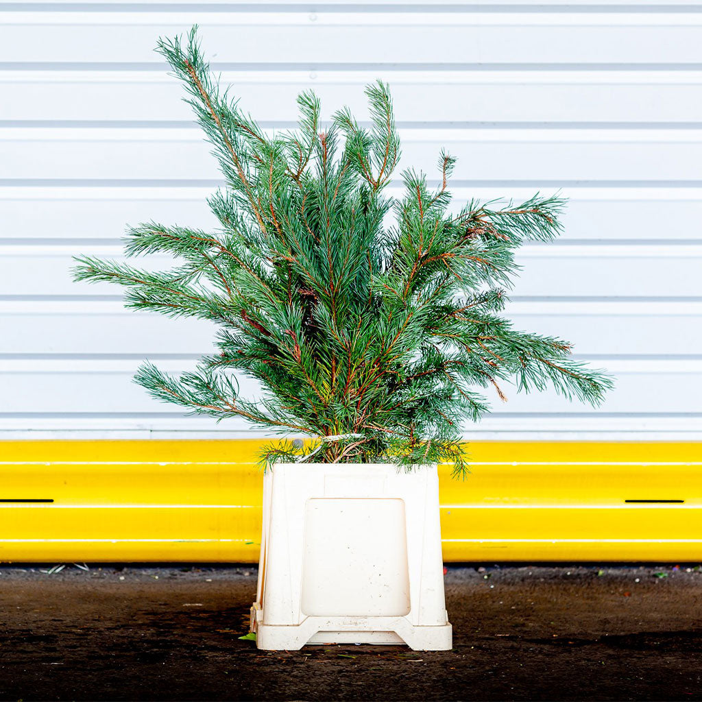 Pine &#39;Scotch Pine&#39; (Wild) (Various Sizes)