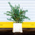Pine 'Scotch Pine' (Wild) (Various Sizes)