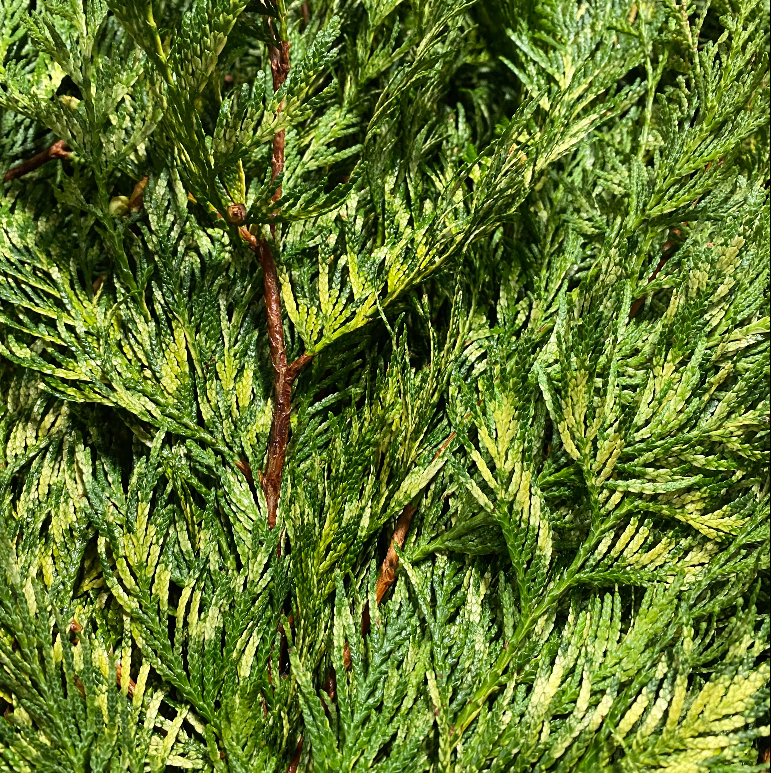 Conifer 'Flat' (Wild) 'Cypressus' (Various Types)