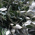 Senecio (Wild) (Various Sizes)