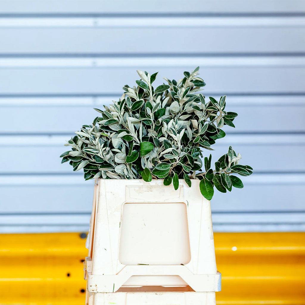 Senecio (Wild) (Various Sizes)