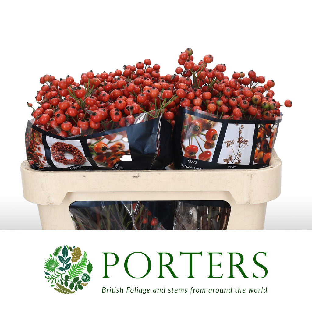 Rose Hips 'Sensational Fantasy' (Various Heights)