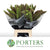 Setaria Italica 'Red Jewel' Grass (Various Lengths)