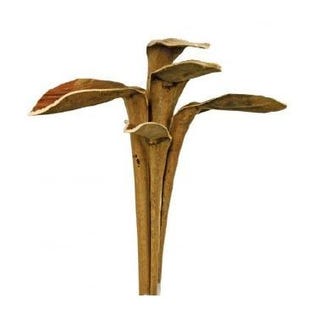 Sticks &#39;Shoe Horn&#39; (Natural) (DRY) (Various Sizes) 50cm