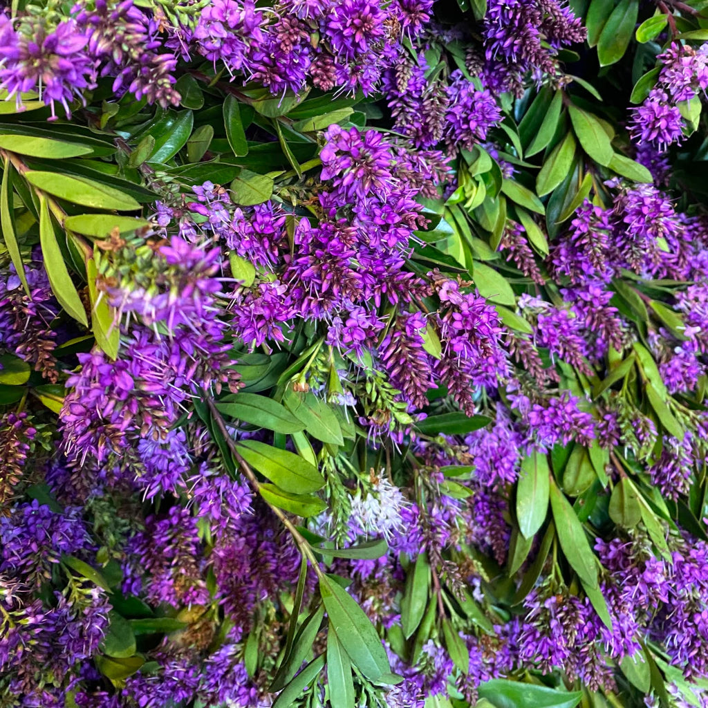 Hebe 'Shrubby Veronica' Wild (Various Sizes)