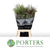 Grass 'Siergrass Mix' (x50) (Various Lengths)