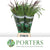 Grass 'Siergrass Mix' (x50) (Various Lengths)
