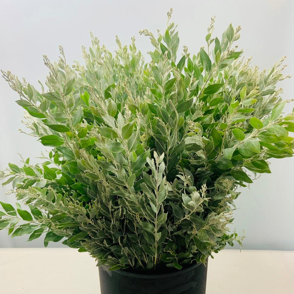 Mimosa 'Dennis Boden'  (Various Sizes)