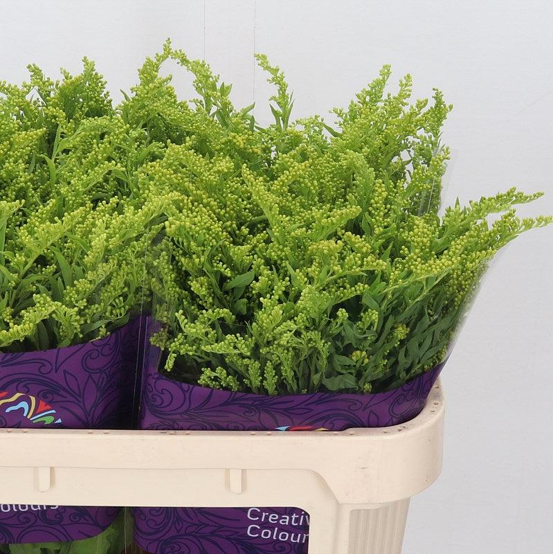 Solidago &#39;Golden Glory&#39; 70cm (x25)