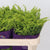 Solidago 'Golden Glory' 70cm (x25)