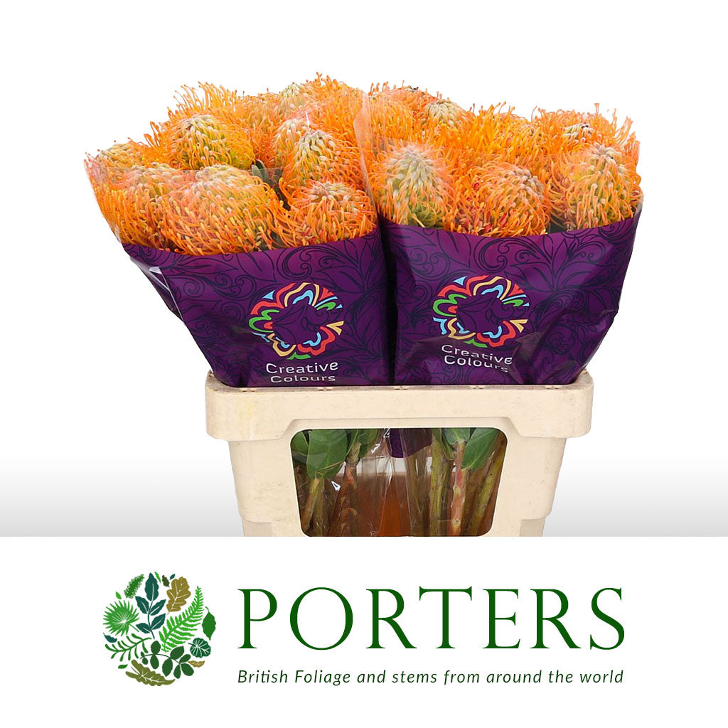 Pincushion Protea 'Soleil' (Various Lengths)