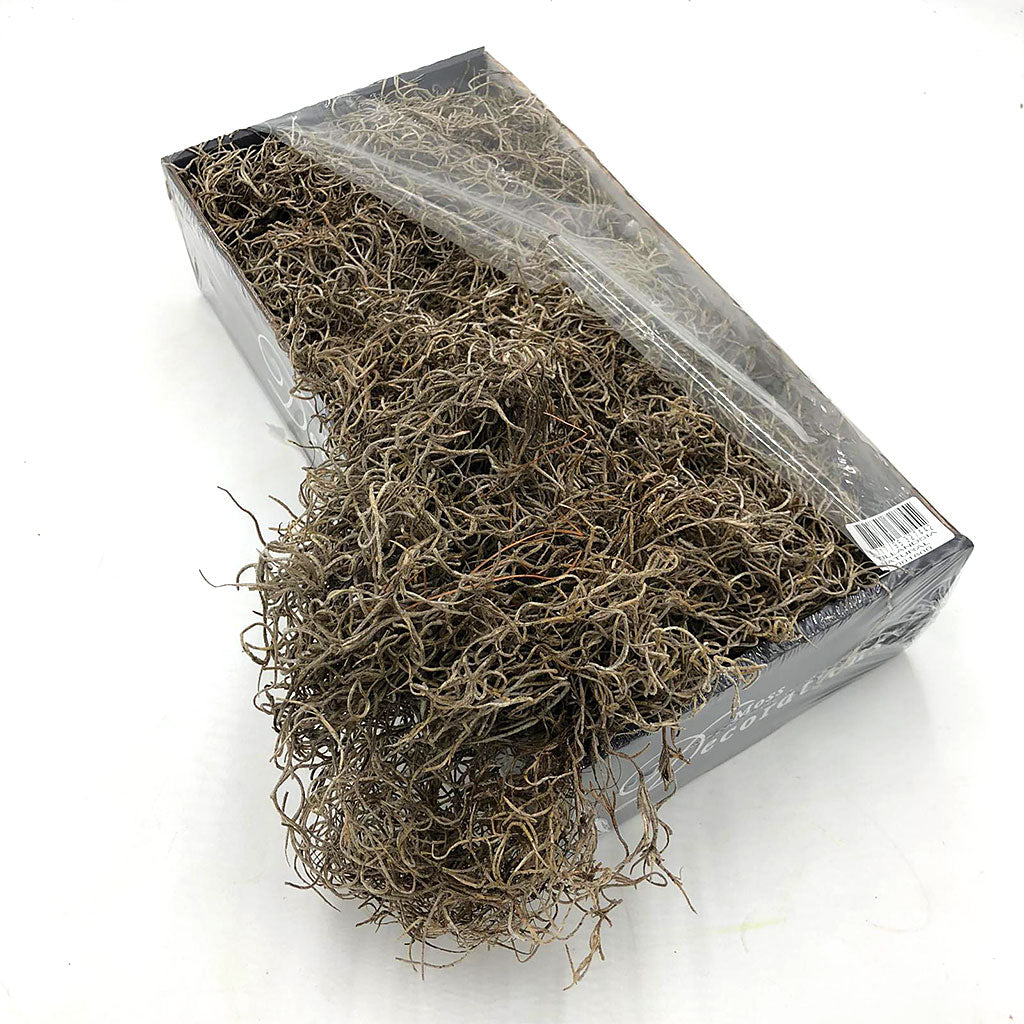 Moss &#39;Spanish Moss&#39; (DRY) (Natural) (Various Sizes)