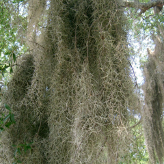 Moss &#39;Spanish Moss&#39; (Fresh) (Tillandsia) (Various Sizes)