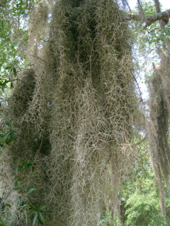 Moss &#39;Spanish Moss&#39; (Fresh) (Tillandsia) (Various Sizes)