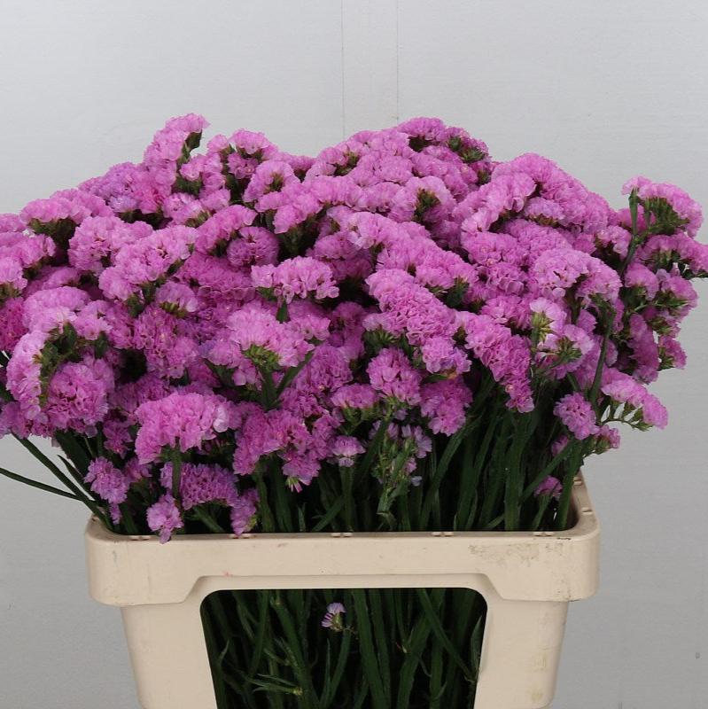 Limonium Statice Light Pink 60cm (x5)
