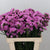 Limonium Statice Light Pink 60cm (x5)