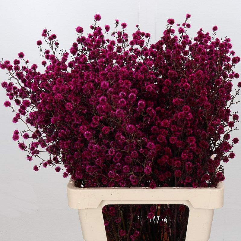 Stillingia Flowers DRY &#39;Various Colours&#39; (x10)