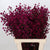 Stillingia Flowers DRY 'Various Colours' (x10)
