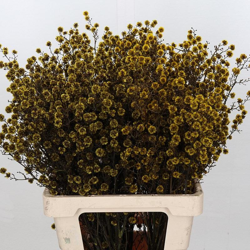 Stillingia Flowers DRY &#39;Various Colours&#39; (x10)