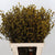 Stillingia Flowers DRY 'Various Colours' (x10)