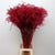 Grass 'Stipa' (Painted) (DRY) (Various Colours) 70cm