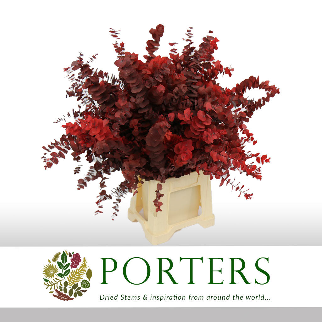 Eucalyptus 'Stuartiana' (Stabilised) (DRY) (Various Colours)