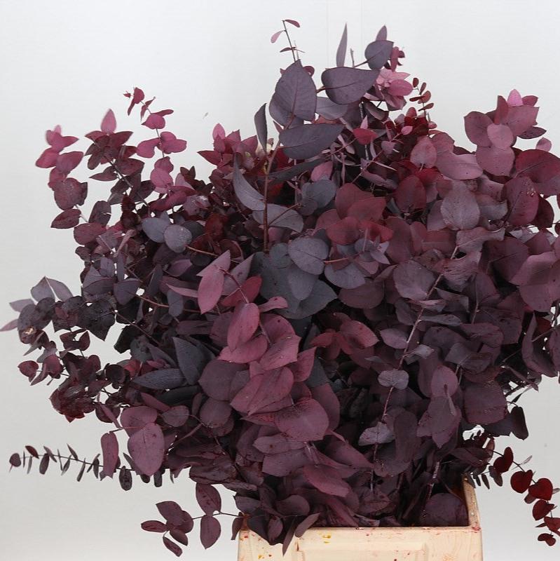 Eucalyptus 'Stuartiana' (Stabilised) (DRY) (Various Colours)