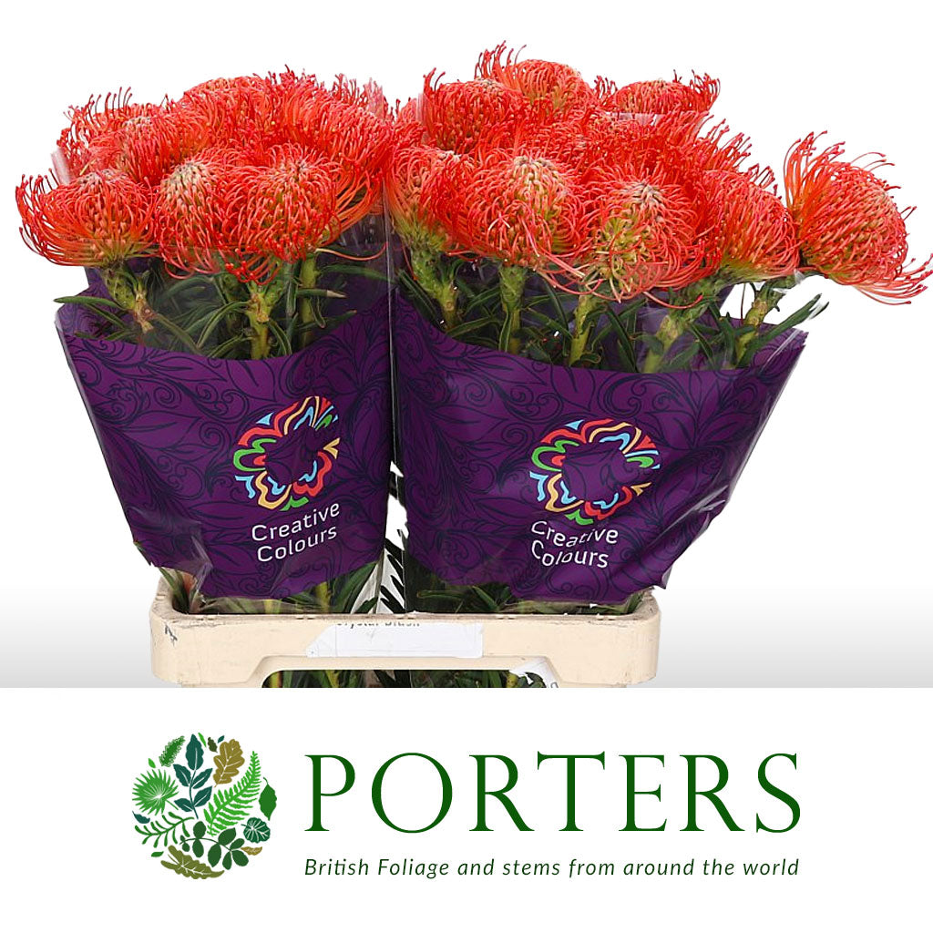 Pincushion Protea 'Succession' (Various Lengths)