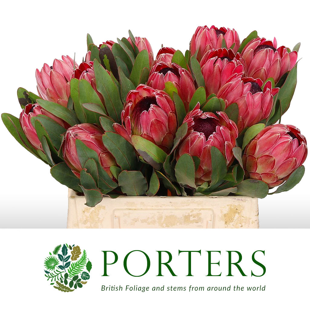 Protea &#39;Sylvia&#39; (Various Lengths)