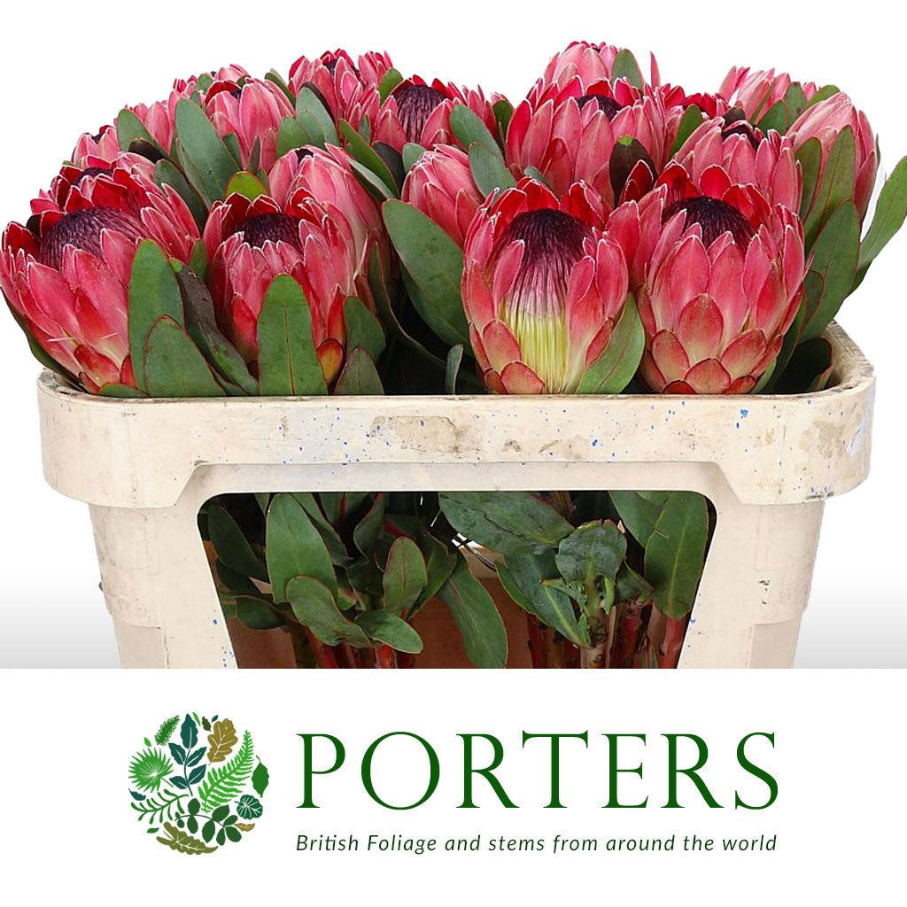 Protea 'Sylvia' (Various Lengths)