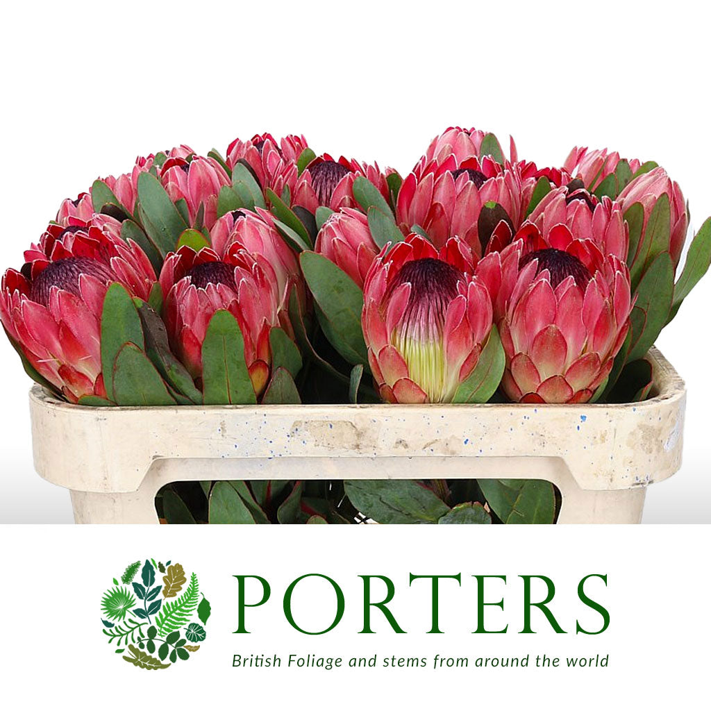 Protea &#39;Sylvia&#39; (Various Lengths)