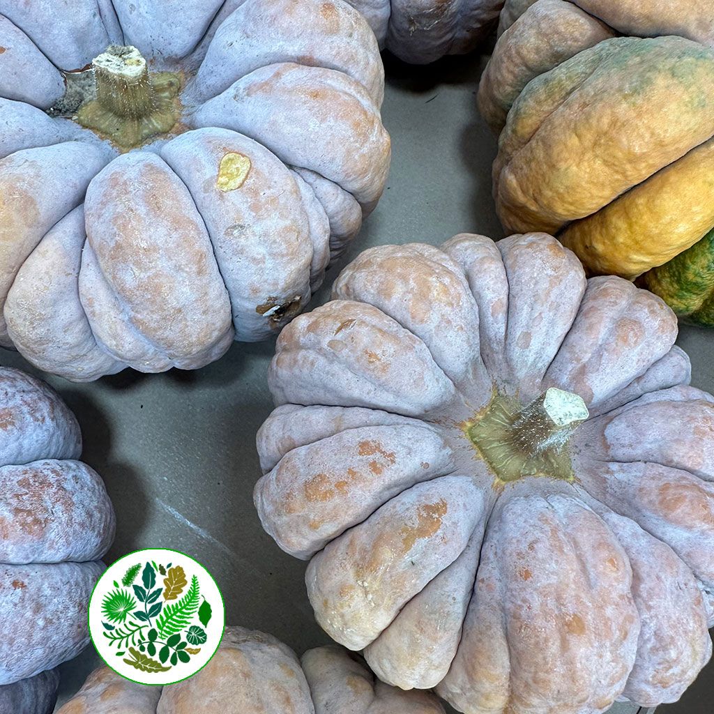 Pumpkini &#39;Moschata Hayato&#39; (Various Sizes)